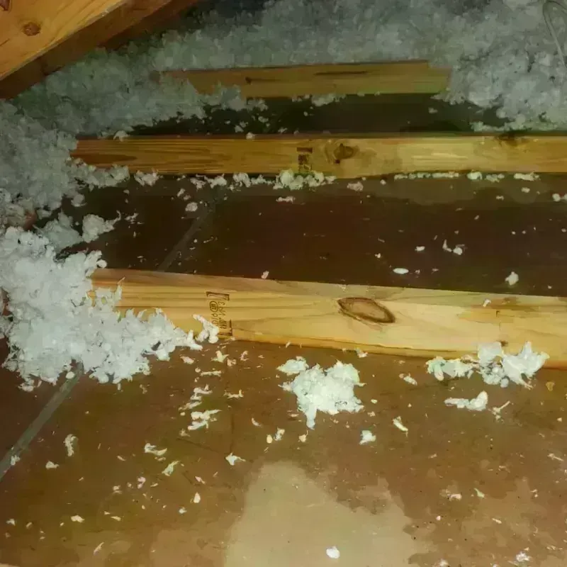 Attic Water Damage in Roma-Los Saenz, TX