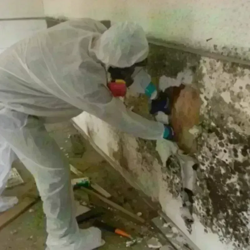 Mold Remediation and Removal in Roma-Los Saenz, TX